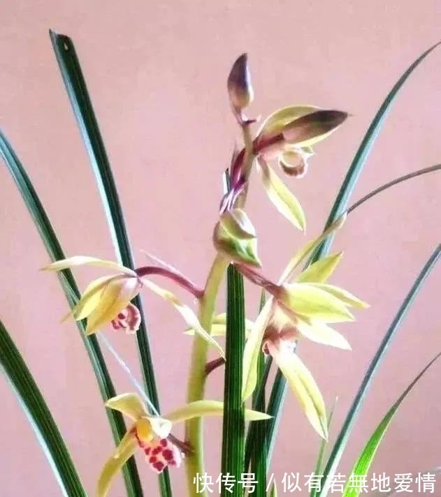 兰花要复壮,营养要跟上,怎样给兰花增加营养?