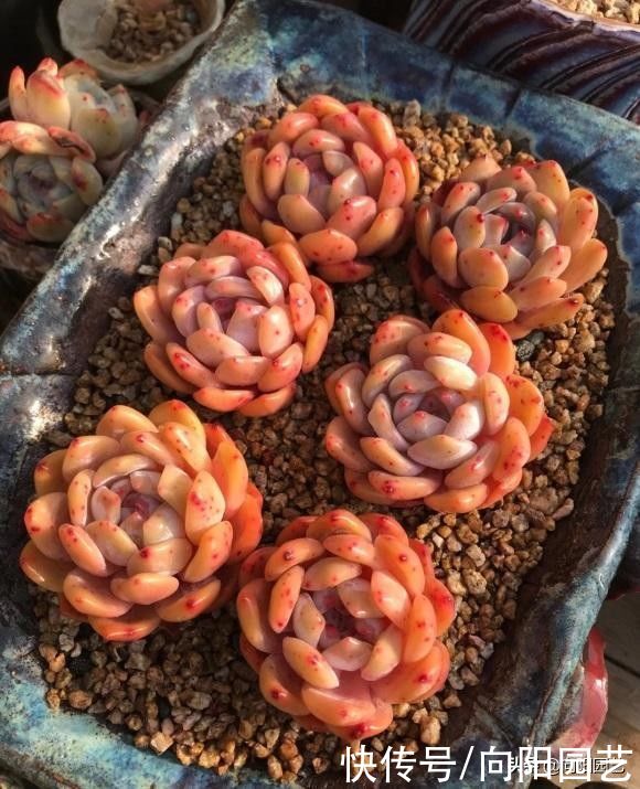 品种|买多肉要注意哪些问题？什么样的可以买？什么样的不可以买？