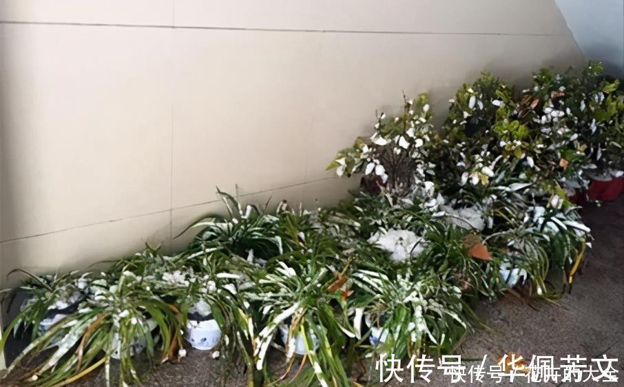 这些“娇气花”,冻坏也别扔,剪一刀,救一命