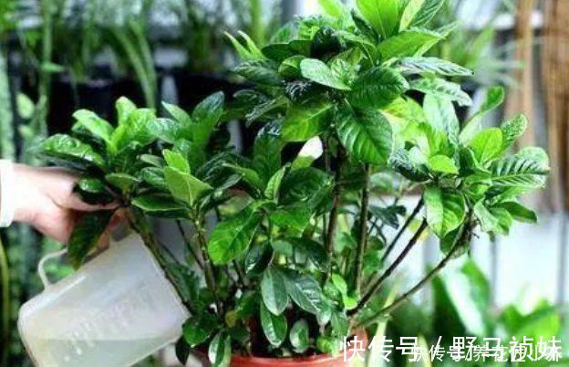 伴侣|家庭常见的喜酸性花卉，调酸补铁要定时，“醋”是很好的伴侣