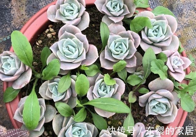 多肉|养多肉也得会模仿,看看这颗可爱玫瑰的悬崖桩,我也想养成这样