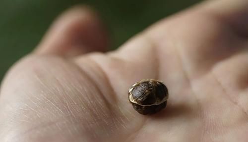  血虚|一碗民间滋阴养血的平补小方，2味食材，血虚、气虚、脾虚全补足