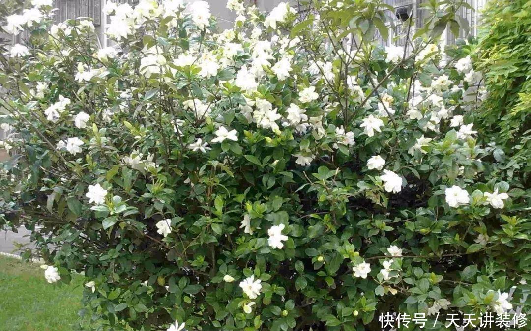 侧芽|5种花,夏天要“狠修剪”,剪的越多,花枝越多,好度夏