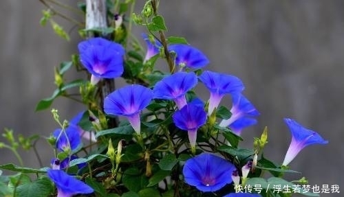 牵牛花|有院子可养“4种”皮实耐热的花,自播能力强,开成一片浪漫花海