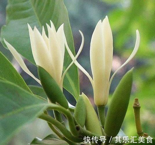 养花先养根,根壮花才旺,学会这一招,白兰花猛开花