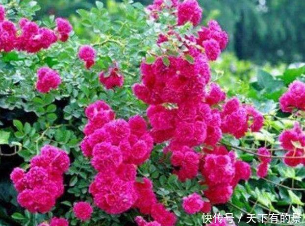适合新手养的4种花，沾土就能活，开花漂亮，绚丽多彩
