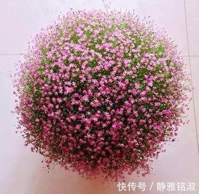 买4种花要想好,都是“1次性”花,开败了也就该扔了