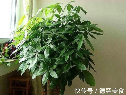龙骨|最适合新手养的4种花，镇宅又旺财，家里更清新，养在客厅上档次