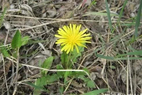 清热解毒|长期喝“蒲公英茶”会有何功效?这3类人群,或尽量少喝