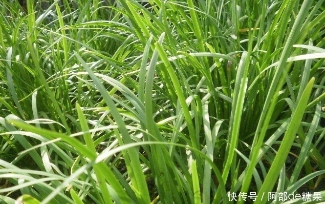 微量元素|韭菜和此物一起炒,腰不酸,腿不软,皮肤更细腻,男女都不可错过