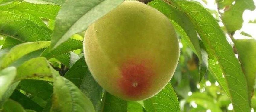 女性到了中年,多吃的食物,润肤养颜,护肤养颜,排出体内毒素