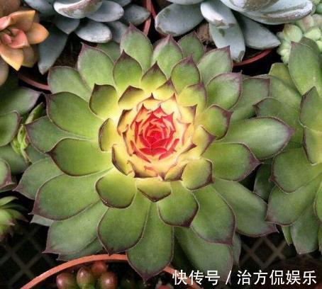 花卉|花市买花“要当心”，3种花“白送”也不要，养不活还占位置！