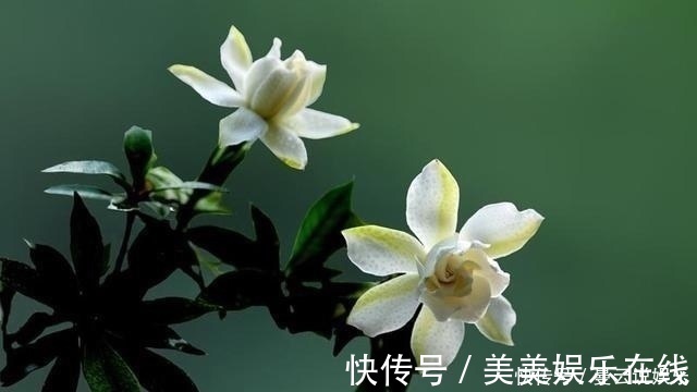 家里种上这5种香花,一年四季不出门都能闻到花香