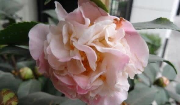 喜欢赏花,夏天就种此款小花,花叶俱美,养盆放阳台美极了