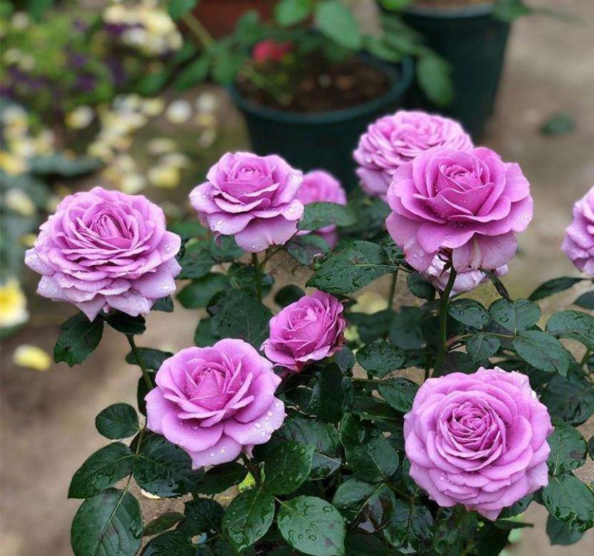 3月最适合养这8种花,开花又大又多,如锦似绣,美翻整个家