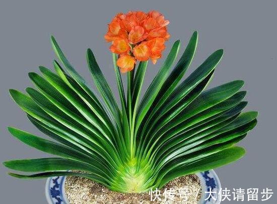 给君子兰喝一种“饮品”,一年长6片叶片,闪亮发光,可爱迷人