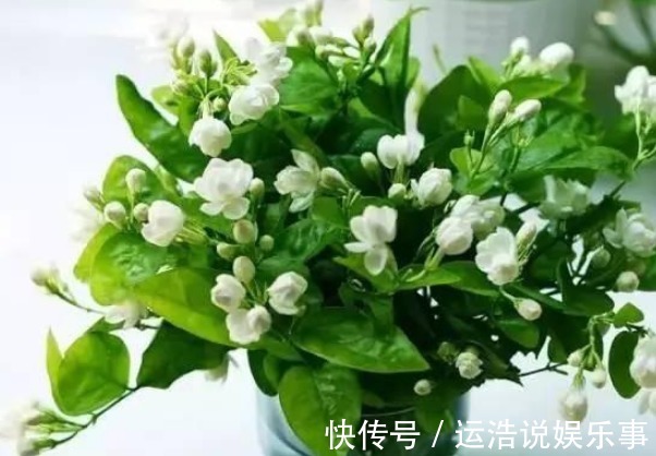 净化|“5种花”一定要养,人养花,花也养人,越养家里越清新、添福气