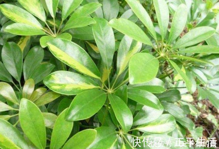 清新|养花,花也养人,4种花家养里,空气清新,还有助于睡眠!