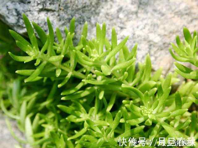 景天属|不起眼的它却是治肝奇药，也许你家花盆里就有