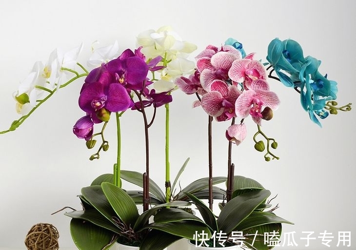 做对了这几件事,蝴蝶兰能养100年