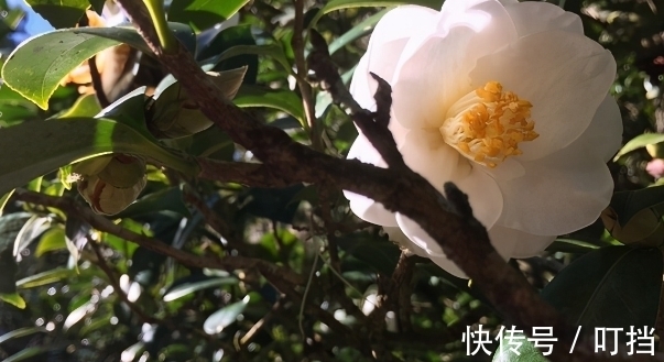 盘点白茶花的三大品种，纯白剔透，你见过么