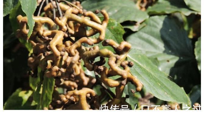 阿科比|农村即将“消失”的野果子,吃过4种正常,全吃过的说明您真老了