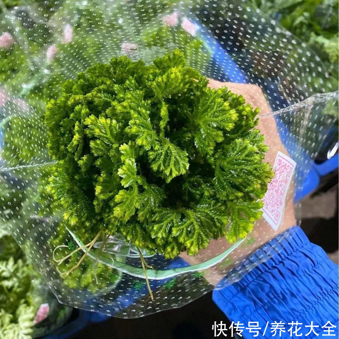 山上遇到“还魂”草，千万不要挖，养不活还破坏环境