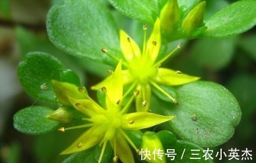 凹叶景天|农村此野草,不仅能够清热解毒,而且还能够治疗跌打损伤