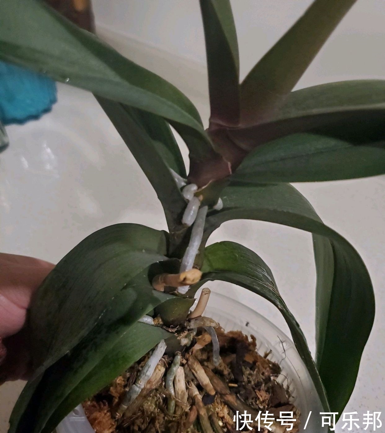 蝴蝶兰长成恨天高，瞻前不顾后，可以砍头促分枝吗？