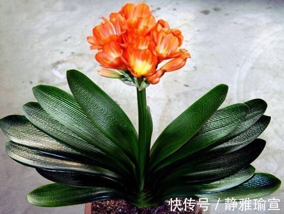 叶土|君子兰生长缓慢做好这几点，让其蹭蹭长不停