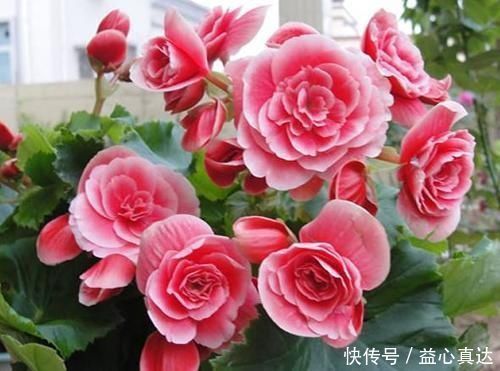 公认不好养的3种花,大部分花友表示养不满1年,你养过几种