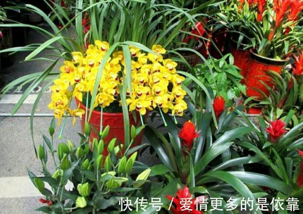 如何保障养花土的安全性学会这3妙招,不花钱就能杀菌消毒