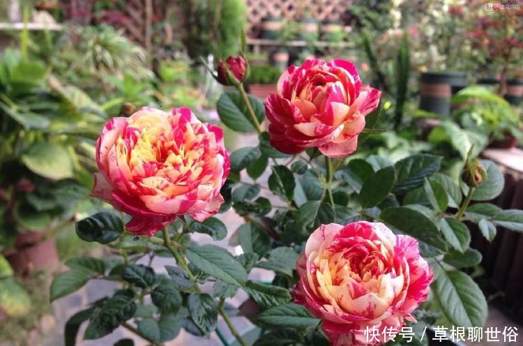 “高档玫瑰”糖果雪山,糖果般甜蜜,诱人美丽,可以说是养花首选