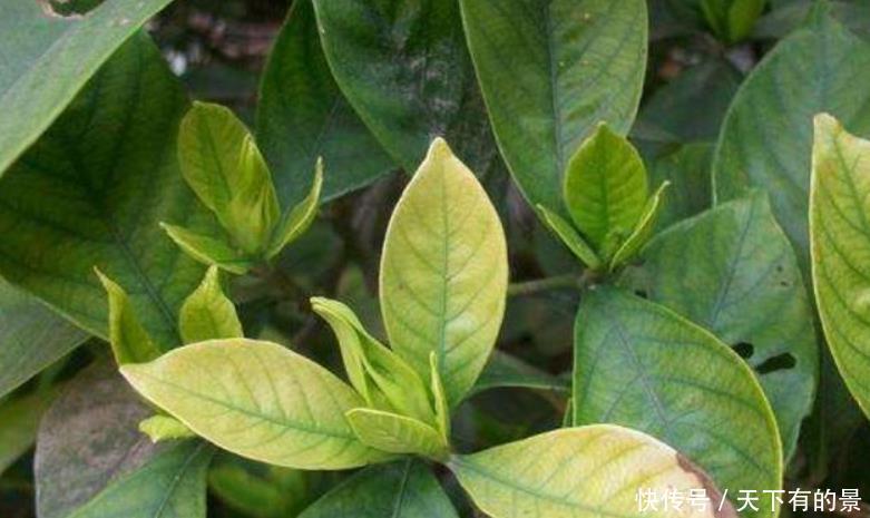 养花肥料分“四类”,缺1种就难养好,家中要常备才行!