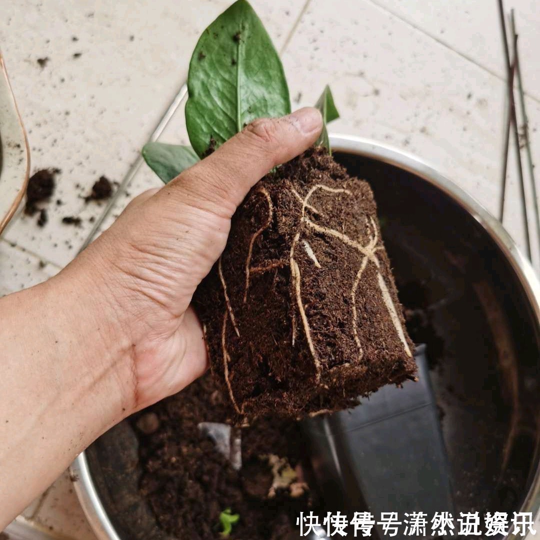虎皮兰|春天,这八种花剪个枝插土里就活,养养就开花,错过就要等明年了