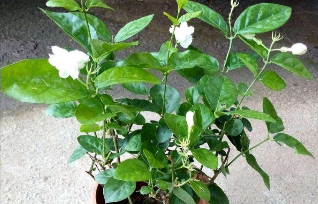 家里养4种花,容易缺铁,每月浇一次硫酸亚铁,长得旺叶子绿