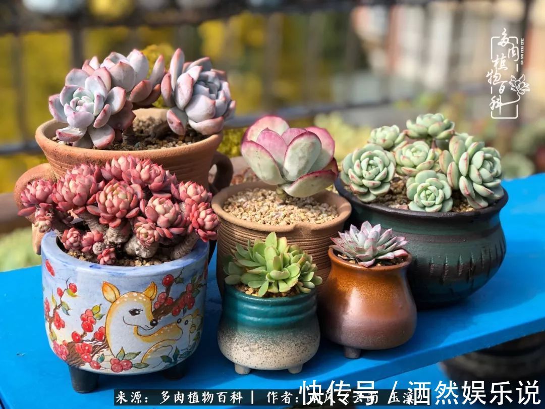 肉友|深秋里，种多肉、赏多肉、会肉友，马不停蹄快乐多！