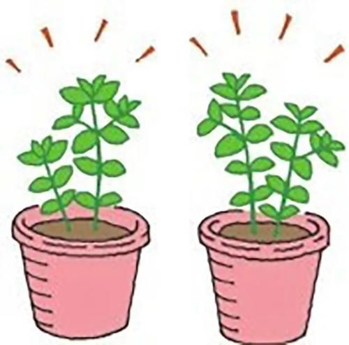 栽培香草享用极致的玩法,一经栽种,全程享乐!