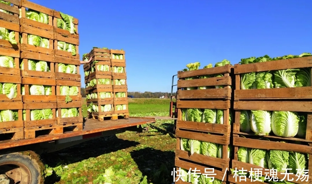 q3|100亿重仓农业,拼多多的逻辑变了