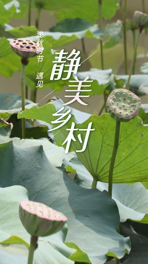 浅秋|浅秋时节 遇见静美乡村