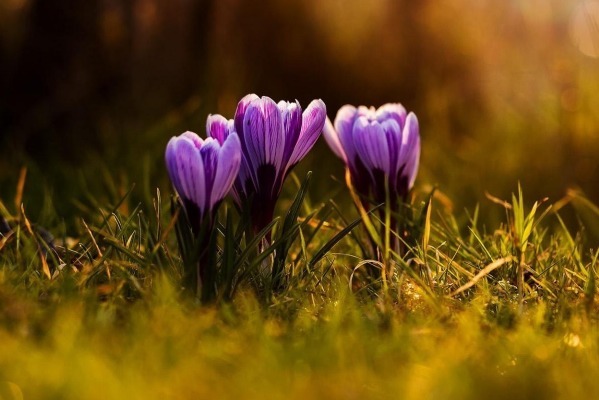 生肖|“吃软不吃硬”的4大生肖女,只能被丈夫宠着,吵架从不低头