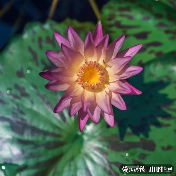 三潭印月|美炸了!三潭印月睡莲中的“大姐大”王莲,开了今年的第一朵花