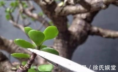 浇水|马齿笕树养5年,变成老桩盆景很值钱,做5步就实现