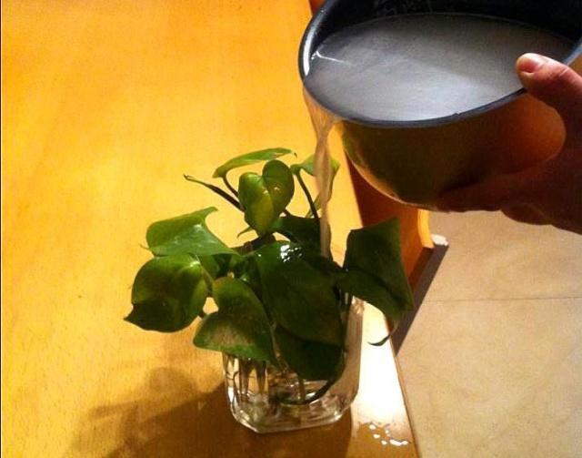 家里养花,乱浇这“3肥水”,烧根烂叶、土壤板结,难怪养不活!