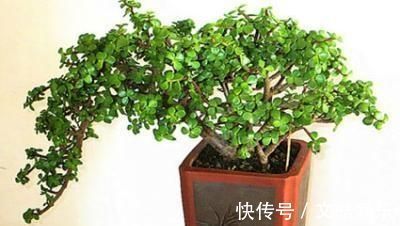 盆景|想要养一盆好看的金枝玉叶,教你一招,长成老桩,人人见了都夸美