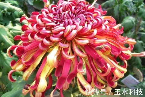 喜欢菊花,就养盆“菊中精品”晚镜红妆,花似美人,妖娆妩媚