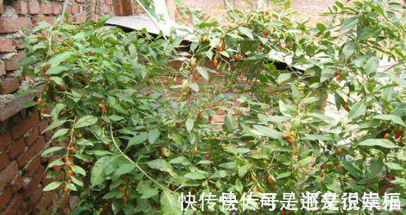 农村|这种野生植物农村孩子多见过，小时候的美味，对身体很有好处！