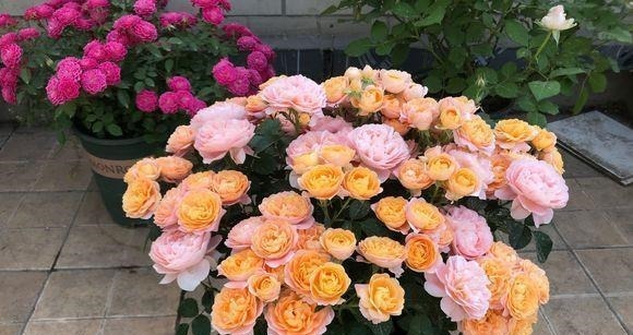 白霜|花盆中一旦发现“它”,别犹豫抓紧翻盆换土,否则花儿活不长久