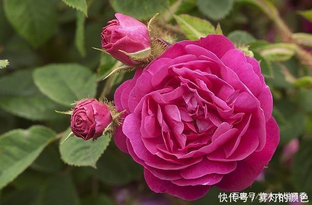 20款古老月季。数百年唯美传承,个个经典又抗病。远胜现代月季