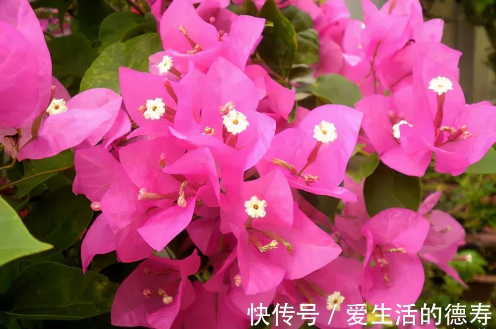 甜蜜红木香|7月逛花市,遇到3种花赶紧带回家,长势旺开花美,绽放整个夏天